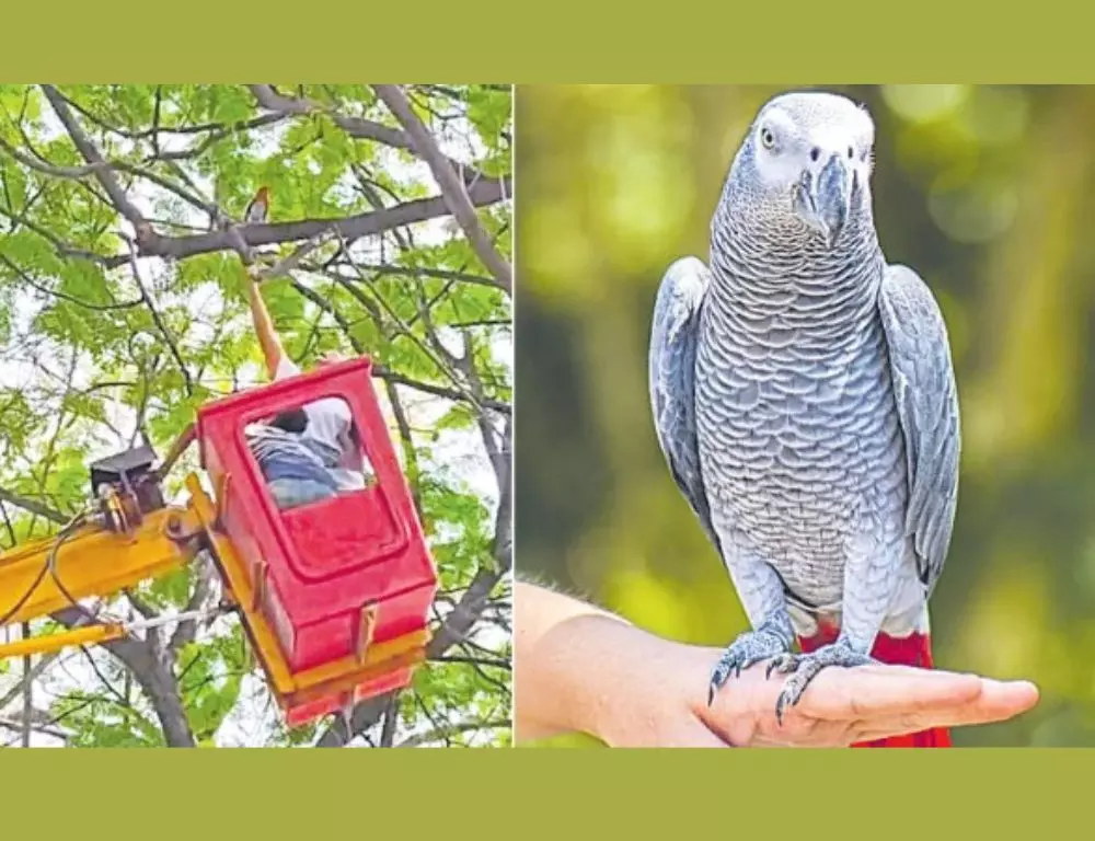 Banjara Hills: पेड़ पर पीछा करने के बाद अफ्रीकी ग्रे तोते को बचाया गया Banjara Hills: पेड़ पर पीछा करने के बाद अफ्रीकी ग्रे तोते को बचाया गया