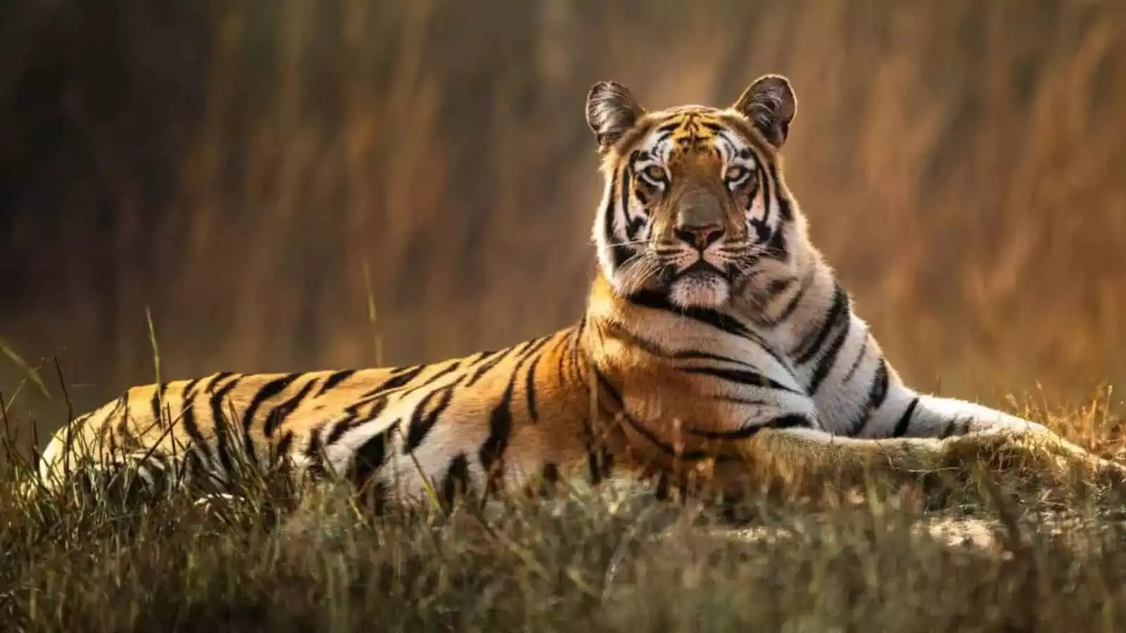 बाघ की हलचल से कम्मारपल्ली जंगल के पास के गांवों में दहशत फैल गई बाघ की हलचल से कम्मारपल्ली जंगल के पास के गांवों में दहशत फैल गई