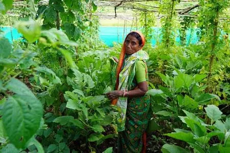 एग्रोइकोलॉजिकल होमस्टेड से मध्य भारत में महिलाओं की आय और पोषण में बढ़ोतरी हुई : Report एग्रोइकोलॉजिकल होमस्टेड से मध्य भारत में महिलाओं की आय और पोषण में बढ़ोतरी हुई : Report