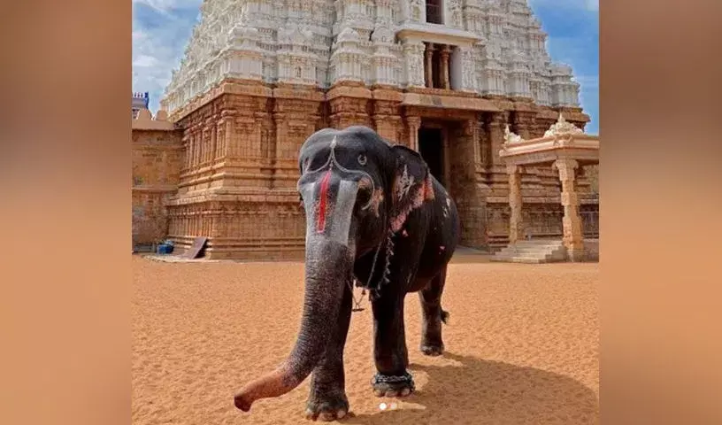 Keralas के अलप्पुझा में मंदिर के उत्सव में जंबो ने उत्पात मचाया