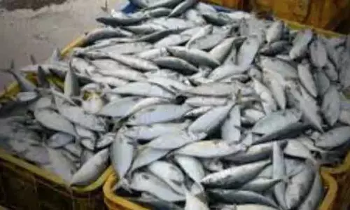 Shopian में मछली पालन को बढ़ावा देने के लिए आइस बॉक्स बांटे गए Shopian में मछली पालन को बढ़ावा देने के लिए आइस बॉक्स बांटे गए