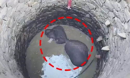 Keonjhar में कुएं में गिरा हाथी, घंटों की मशक्कत के बाद बचाया गया Keonjhar में कुएं में गिरा हाथी, घंटों की मशक्कत के बाद बचाया गया