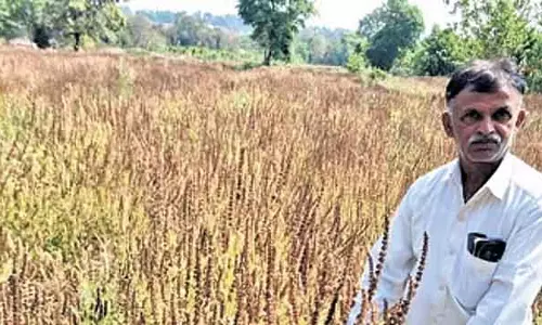 जंगली जानवरों के हमलों से फसल का नुकसान: Farmers बदलाव की ओर बढ़े है जंगली जानवरों के हमलों से फसल का नुकसान: Farmers बदलाव की ओर बढ़े है