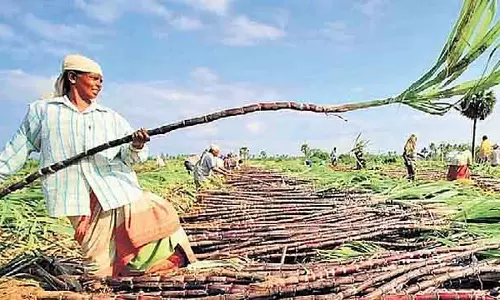 गन्ना समर्थन मूल्य संकट: Farmers को राज्य के बजट में राहत की उम्मीद गन्ना समर्थन मूल्य संकट: Farmers को राज्य के बजट में राहत की उम्मीद