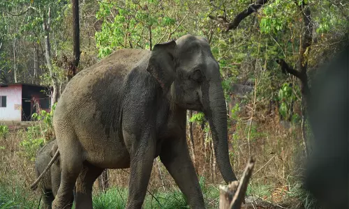 Kerala: वन विभाग ने कन्नूर में ऑपरेशन गजमुक्ति के तहत दो जंगली हाथियों को पकड़ा Kerala: वन विभाग ने कन्नूर में ऑपरेशन गजमुक्ति के तहत दो जंगली हाथियों को पकड़ा