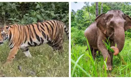 Doimukh  रेंज में बाघ और जंगली हाथी की गतिविधि की खबरों के बाद एडवाइजरी जारी