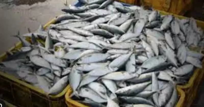 Shopian में मछली पालन को बढ़ावा देने के लिए आइस बॉक्स बांटे गए Shopian में मछली पालन को बढ़ावा देने के लिए आइस बॉक्स बांटे गए