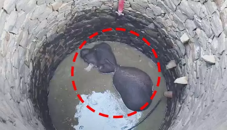 Keonjhar में कुएं में गिरा हाथी, घंटों की मशक्कत के बाद बचाया गया Keonjhar में कुएं में गिरा हाथी, घंटों की मशक्कत के बाद बचाया गया