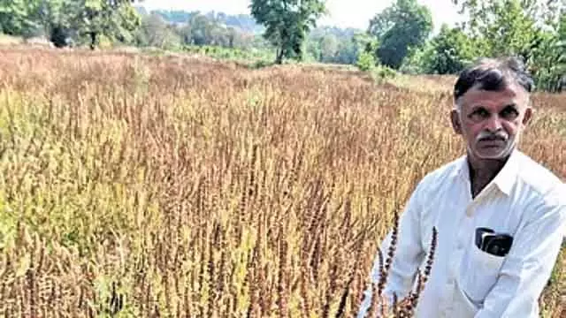 जंगली जानवरों के हमलों से फसल का नुकसान: Farmers बदलाव की ओर बढ़े है जंगली जानवरों के हमलों से फसल का नुकसान: Farmers बदलाव की ओर बढ़े है