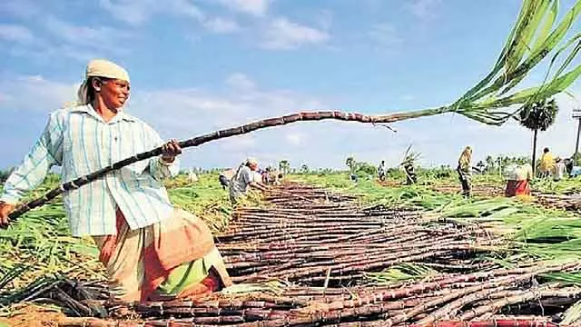 गन्ना समर्थन मूल्य संकट: Farmers को राज्य के बजट में राहत की उम्मीद गन्ना समर्थन मूल्य संकट: Farmers को राज्य के बजट में राहत की उम्मीद