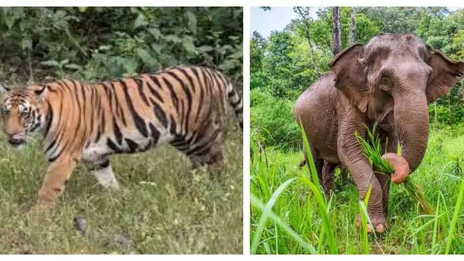 Doimukh रेंज में बाघ और जंगली हाथी की गतिविधि की खबरों के बाद एडवाइजरी जारी Doimukh रेंज में बाघ और जंगली हाथी की गतिविधि की खबरों के बाद एडवाइजरी जारी