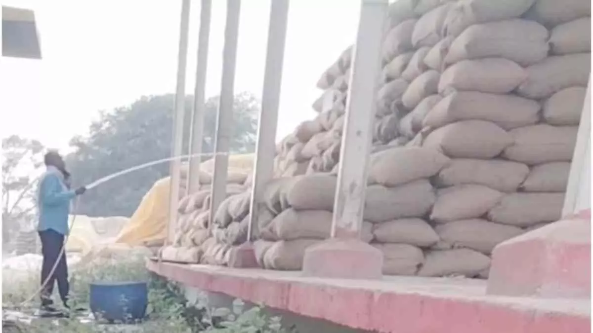 भलेरा सहकारी समिति में धान खरीदी में गड़बड़ी का आरोप, बोरियों में पानी डालने का वीडियो वायरल भलेरा सहकारी समिति में धान खरीदी में गड़बड़ी का आरोप, बोरियों में पानी डालने का वीडियो वायरल