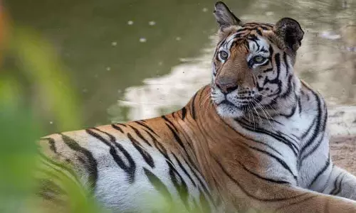 Delhi चिड़ियाघर की सफेद बाघिन पटना भेजी गई