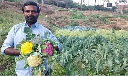 Tamil Nadu : कोडईकनाल के एक किसान ने कई रंगों की फूलगोभी उगाई Tamil Nadu : कोडईकनाल के एक किसान ने कई रंगों की फूलगोभी उगाई