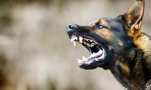 Indore : फरवरी के 28 दिनों में 4k+ डॉग बाइट के मामले सामने आए