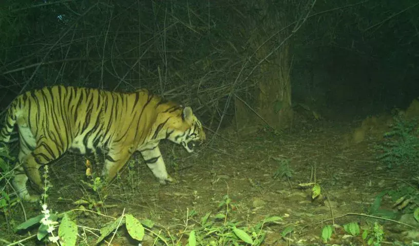 Adilabad में एक महीने के बाद बाघ की हलचल से दहशत फैल गई Adilabad में एक महीने के बाद बाघ की हलचल से दहशत फैल गई