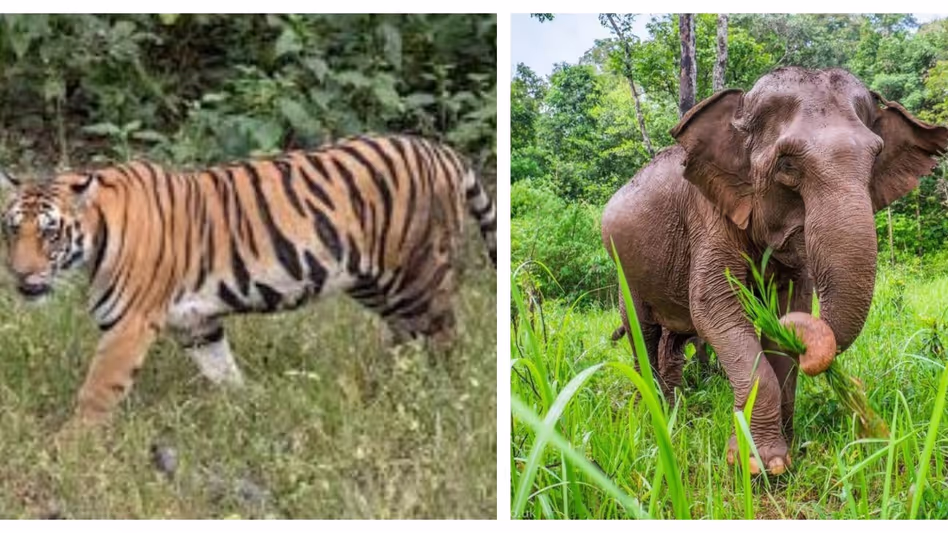 Arunachal : बाघ और हाथी की आवाजाही की खबरों के बीच दोईमुख फॉरेस्ट रेंज ने एडवाइजरी जारी की Arunachal : बाघ और हाथी की आवाजाही की खबरों के बीच दोईमुख फॉरेस्ट रेंज ने एडवाइजरी जारी की