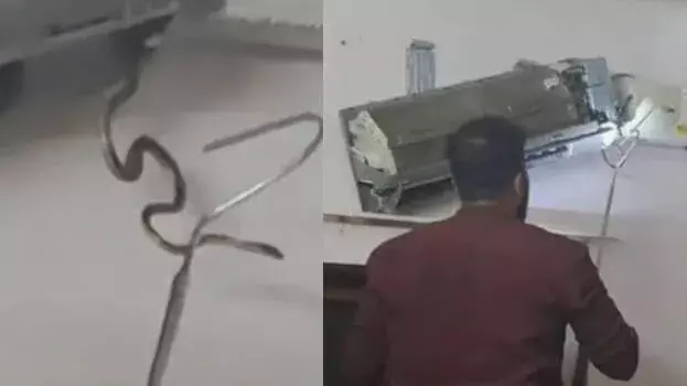kerala: तिरुवनंतपुरम में एक टेकी को अपने बेडरूम के AC यूनिट के अंदर पांच सांप मिले kerala: तिरुवनंतपुरम में एक टेकी को अपने बेडरूम के AC यूनिट के अंदर पांच सांप मिले