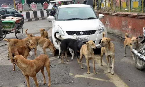 फरवरी में Phagwara सिविल अस्पताल में कुत्ते के काटने के 120 मामले सामने आए