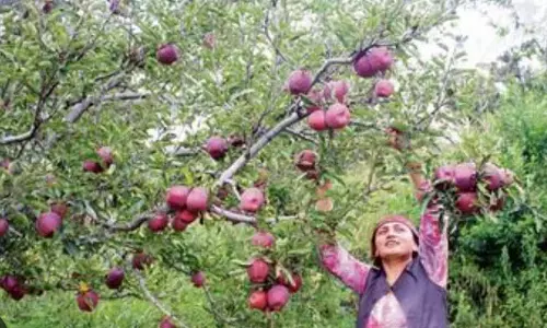 गर्म सर्दियां, कम ठंडे घंटे, क्लाइमेट चेंज से Himachal की सेब की इकॉनमी को खतरा गर्म सर्दियां, कम ठंडे घंटे, क्लाइमेट चेंज से Himachal की सेब की इकॉनमी को खतरा