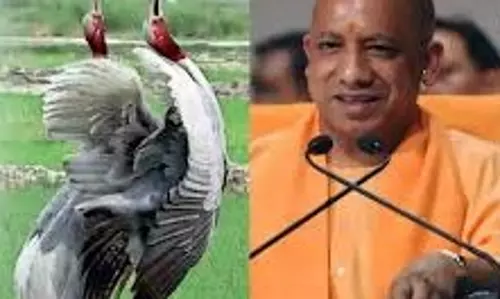 Lucknow: सारस सर्किट से क्षेत्र में पर्यटन और संरक्षण को नई दिशा Lucknow: सारस सर्किट से क्षेत्र में पर्यटन और संरक्षण को नई दिशा