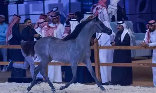 Al-Ahsa  में अरेबियन घोड़ों का इंटरनेशनल फेस्टिवल शुरू