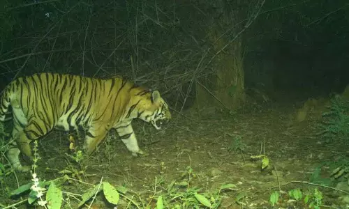 Adilabad में एक महीने के बाद बाघ की हलचल से दहशत फैल गई Adilabad में एक महीने के बाद बाघ की हलचल से दहशत फैल गई