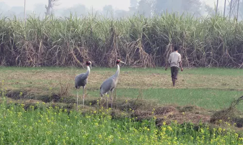 Lucknow: सारस परियोजना से ग्रामीण अर्थव्यवस्था को लाभ, सारस संरक्षण के साथ पर्यटन संवर्धन Lucknow: सारस परियोजना से ग्रामीण अर्थव्यवस्था को लाभ, सारस संरक्षण के साथ पर्यटन संवर्धन