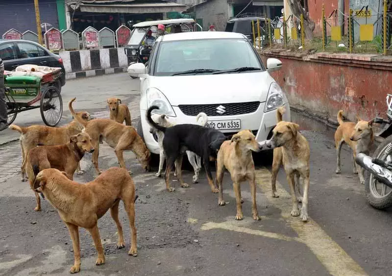 फरवरी में Phagwara सिविल अस्पताल में कुत्ते के काटने के 120 मामले सामने आए फरवरी में Phagwara सिविल अस्पताल में कुत्ते के काटने के 120 मामले सामने आए