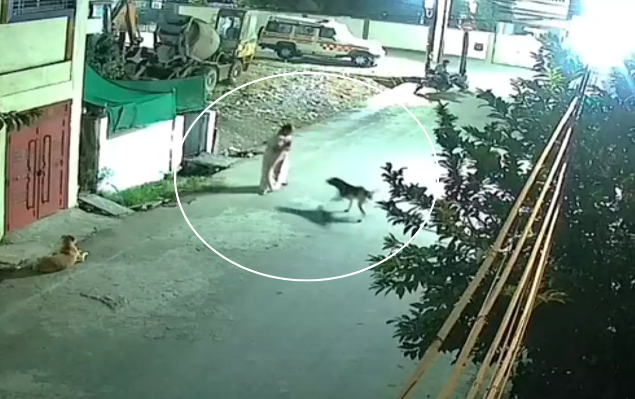 बाप रे LIVE वीडियो: आवारा कुत्तों ने बुजुर्ग महिला पर किया हमला, राहगीरों ने बचाई जान बाप रे LIVE वीडियो: आवारा कुत्तों ने बुजुर्ग महिला पर किया हमला, राहगीरों ने बचाई जान
