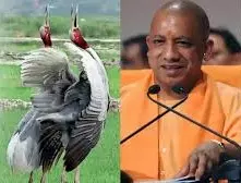 Lucknow: सारस सर्किट से क्षेत्र में पर्यटन और संरक्षण को नई दिशा Lucknow: सारस सर्किट से क्षेत्र में पर्यटन और संरक्षण को नई दिशा