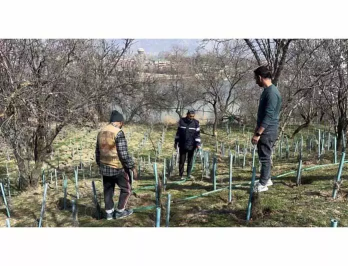 SRINAGAR: बादाम के बाद अब लैवेंडर बादामवारी को खिलने में मदद करेगा SRINAGAR: बादाम के बाद अब लैवेंडर बादामवारी को खिलने में मदद करेगा
