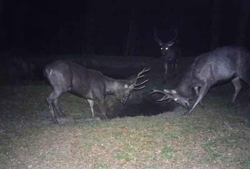 कैमरा ट्रैप ने Chamba district के कालाटोप-खज्जियार अभ्यारण्य में सांभर हिरण को कैद किया कैमरा ट्रैप ने Chamba district के कालाटोप-खज्जियार अभ्यारण्य में सांभर हिरण को कैद किया