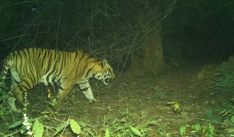 Adilabad में एक महीने के बाद बाघ की हलचल से दहशत फैल गई Adilabad में एक महीने के बाद बाघ की हलचल से दहशत फैल गई