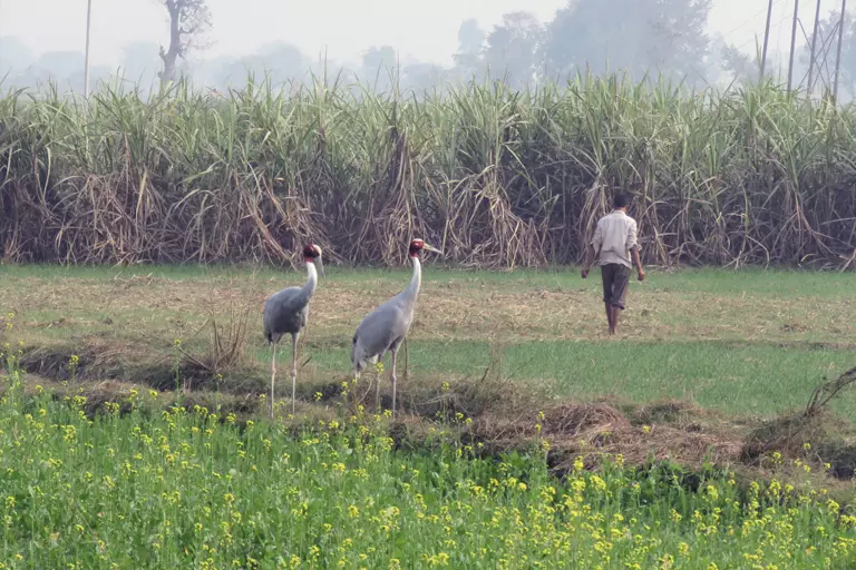 Lucknow: सारस परियोजना से ग्रामीण अर्थव्यवस्था को लाभ, सारस संरक्षण के साथ पर्यटन संवर्धन Lucknow: सारस परियोजना से ग्रामीण अर्थव्यवस्था को लाभ, सारस संरक्षण के साथ पर्यटन संवर्धन