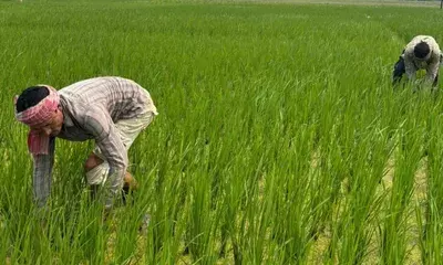 Tripura ने कोलकाता को 3 मीट्रिक टन ऑर्गेनिक कालीखासा, हरिनारायण धान का निर्यात किया Tripura ने कोलकाता को 3 मीट्रिक टन ऑर्गेनिक कालीखासा, हरिनारायण धान का निर्यात किया