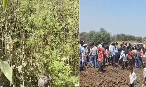 अफीम की खेती करने वाला बीजेपी नेता पार्टी से सस्पेंड