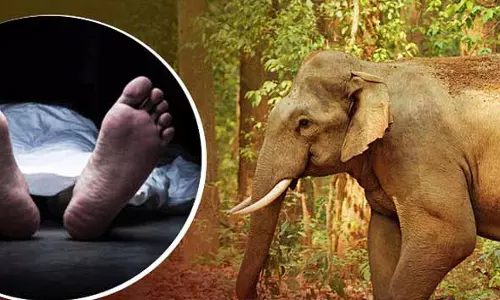 Angul में जंगली हाथी के हमले में एक की मौत, इलाके में तनाव Angul में जंगली हाथी के हमले में एक की मौत, इलाके में तनाव