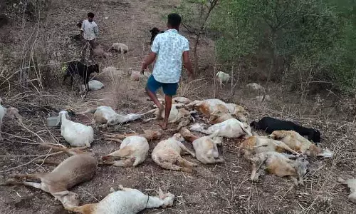 Gollaradoddi : संदिग्ध परिस्थितियों में 26 भेड़ों की मौत