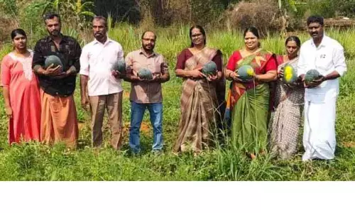 Kerala : तरबूज की खेती में सौ गुना पैदावार लेने की रवींद्रन की सफलता की कहानी Kerala : तरबूज की खेती में सौ गुना पैदावार लेने की रवींद्रन की सफलता की कहानी