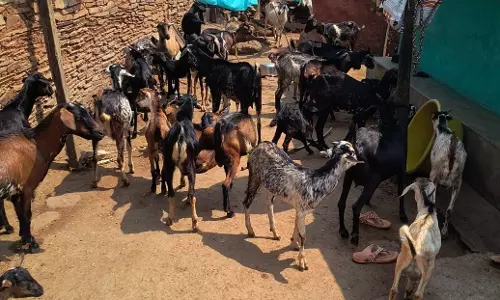 मजदूरी छोड़ लखपति दीदी बनीं दशमी मजदूरी छोड़ लखपति दीदी बनीं दशमी