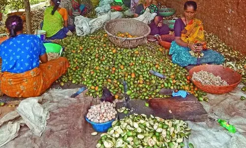 Shivamogga जिले के लिए मिले-जुले नतीजे: सुपारी बचाने के लिए रिसर्च के लिए ग्रांट Shivamogga जिले के लिए मिले-जुले नतीजे: सुपारी बचाने के लिए रिसर्च के लिए ग्रांट