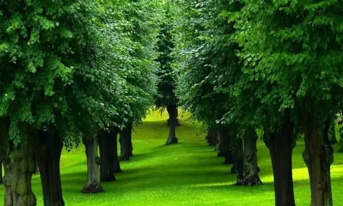 पर्यावरण संरक्षण को बढ़ावा देने के लिए शहर के 203 पार्कों में Oxygen Centers पर्यावरण संरक्षण को बढ़ावा देने के लिए शहर के 203 पार्कों में Oxygen Centers
