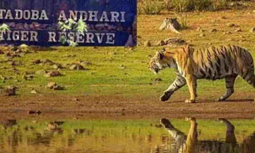 सावधान! नकली Tadoba Safari साइट ने टूरिस्ट से ₹2.15L ठगे सावधान! नकली Tadoba Safari साइट ने टूरिस्ट से ₹2.15L ठगे