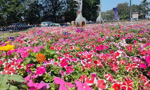 Hyderabad में खिले ट्रम्पेट ट्री के रंगीन फूल