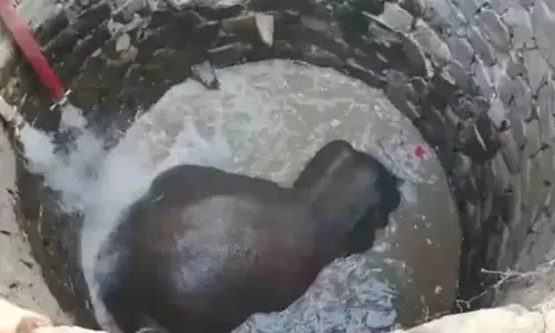 Archimedes के सिद्धांत ने ओडिशा में हाथी को बचाया Archimedes के सिद्धांत ने ओडिशा में हाथी को बचाया