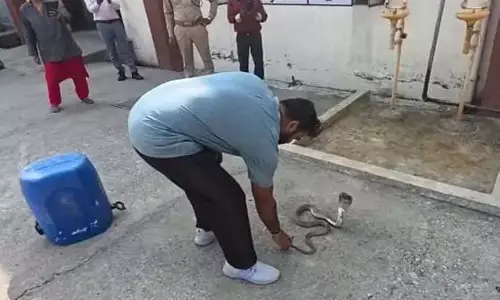 DSPM प्लांट में कोबरा सांप का रेस्क्यू, RCRS टीम ने सुरक्षित किया जंगल में छोड़