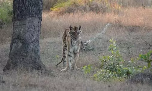 फेमस लंगड़ी बाघिन की मौत, 18 साल तक जीवित रहने का बनाया रिकॉर्ड फेमस लंगड़ी बाघिन की मौत, 18 साल तक जीवित रहने का बनाया रिकॉर्ड