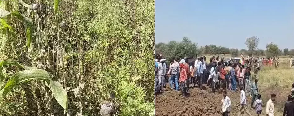 अफीम की खेती करने वाला बीजेपी नेता पार्टी से सस्पेंड अफीम की खेती करने वाला बीजेपी नेता पार्टी से सस्पेंड