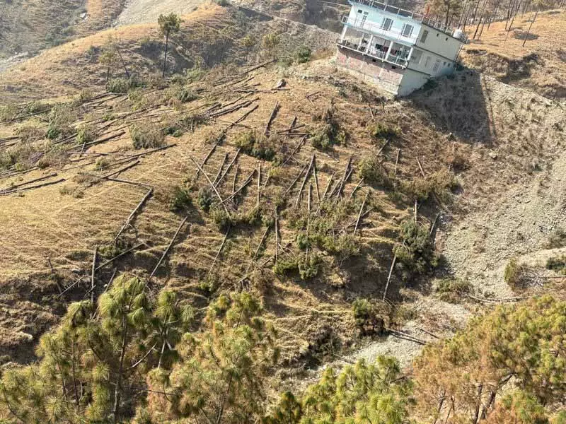 Sirmaur के शिलाई में सैकड़ों चीड़ के पेड़ काटे गए, राजनीतिक विवाद छिड़ा Sirmaur के शिलाई में सैकड़ों चीड़ के पेड़ काटे गए, राजनीतिक विवाद छिड़ा